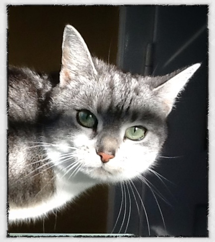 Snapseed 2012 – 2014