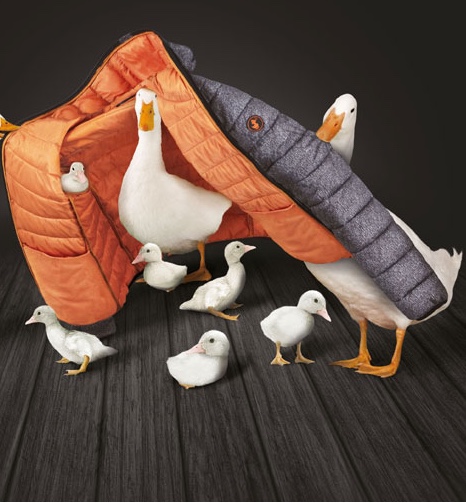 Save the duck