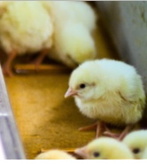 Realität aus Sicht der Tiere
