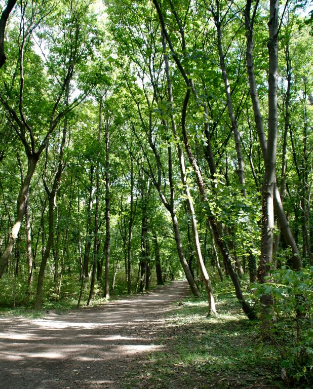 Waldeinsamkeit (Heinrich Heine)